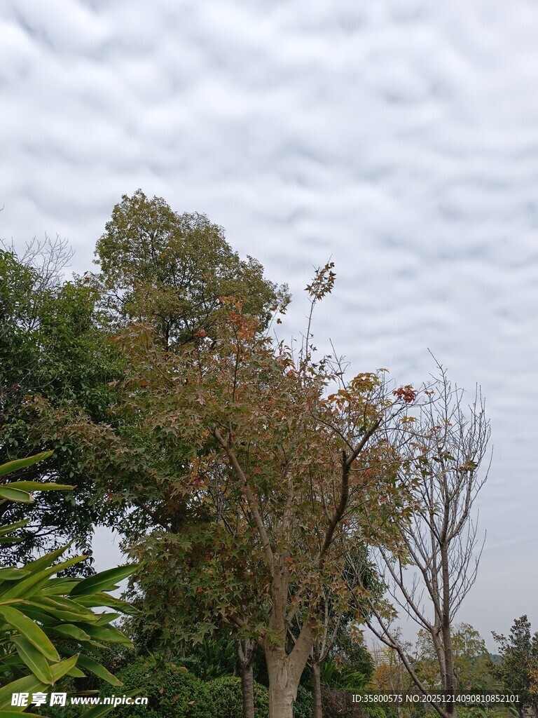 户外树木与多云天空景象