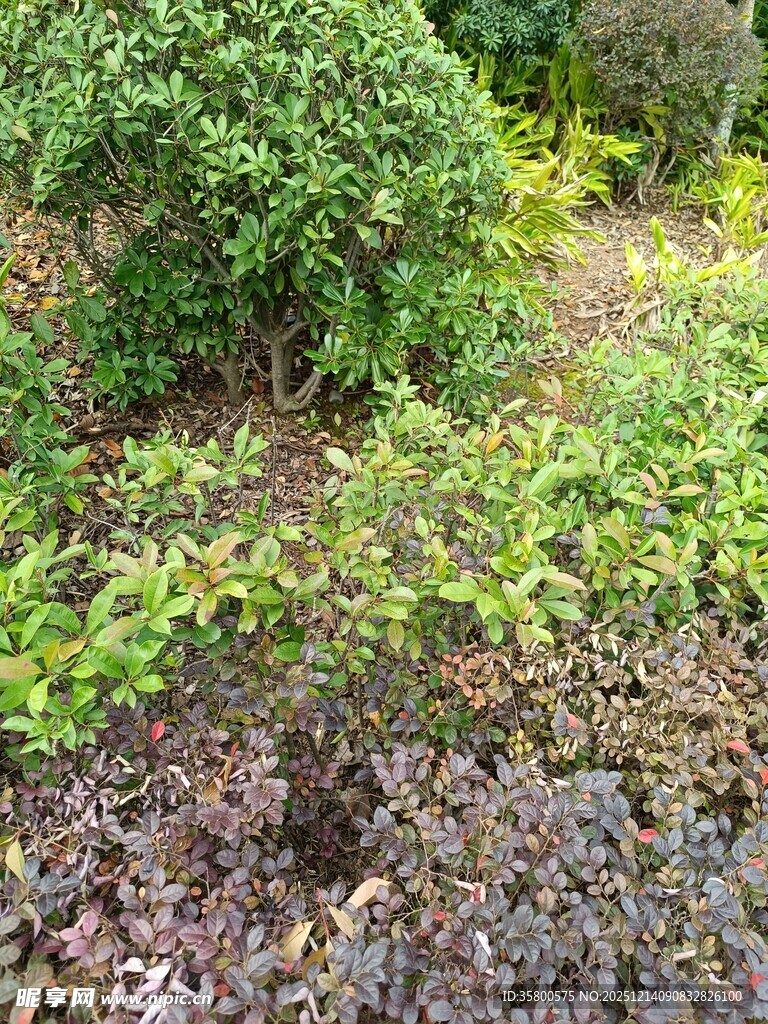 户外绿植与地面景观