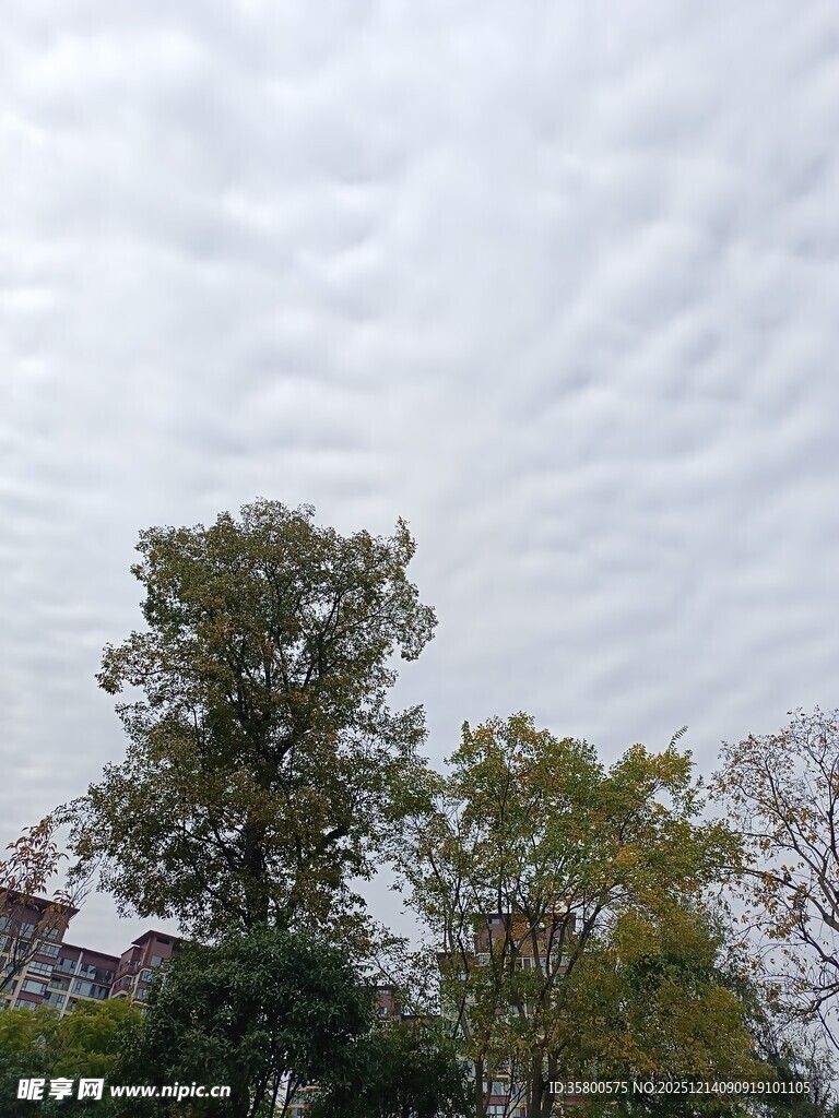 天空下的绿树景观