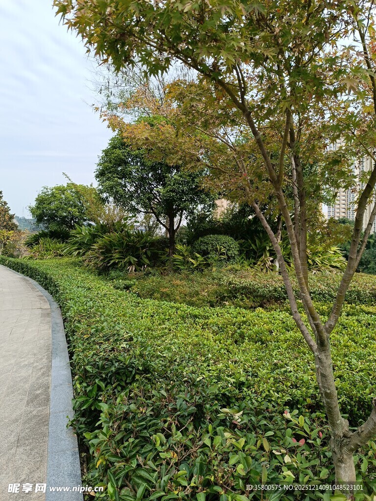 园林小径旁的绿植景观