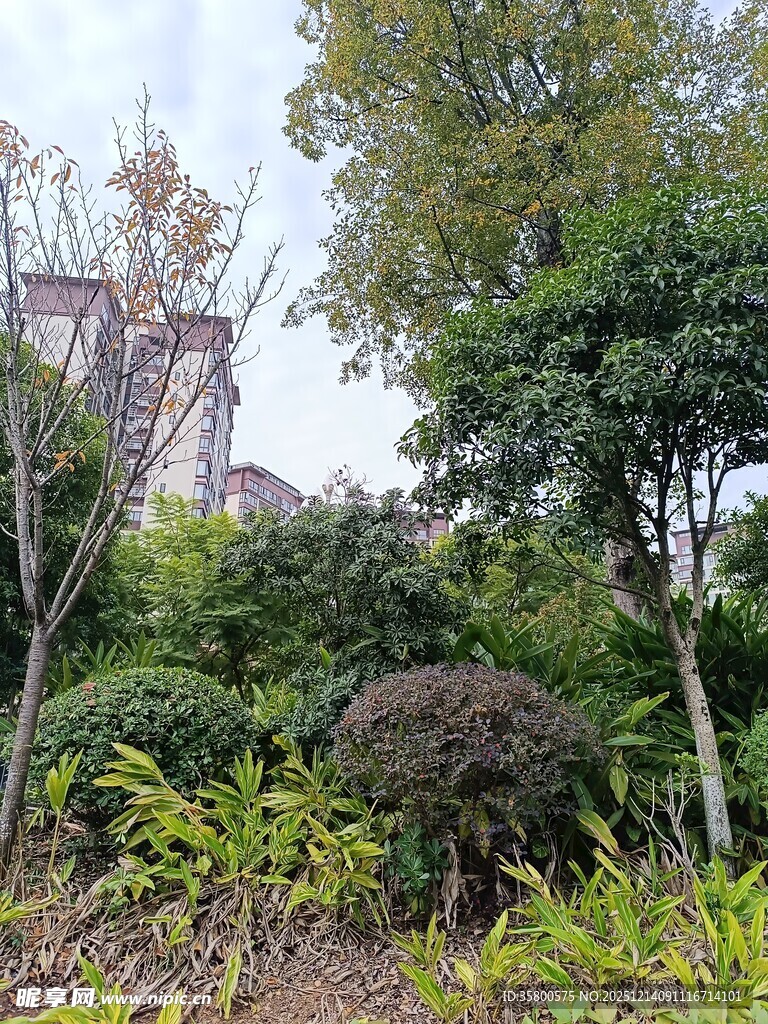 城市中的绿意盎然景观