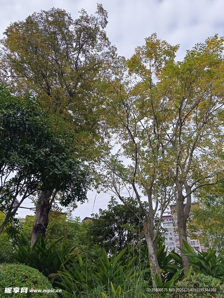 繁茂树林中的多样绿植