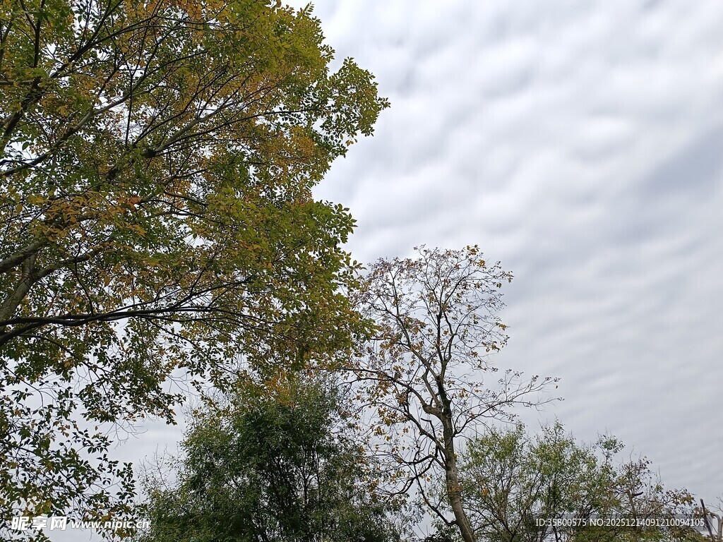 秋日树梢与多云天空