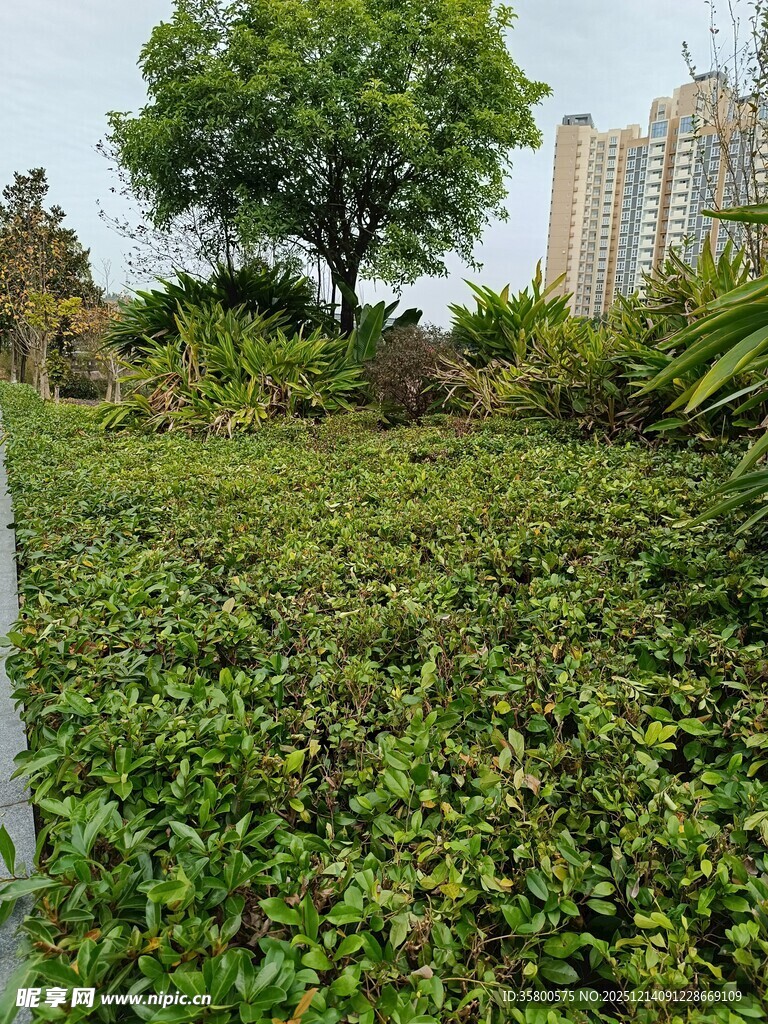 城市中的绿植景观