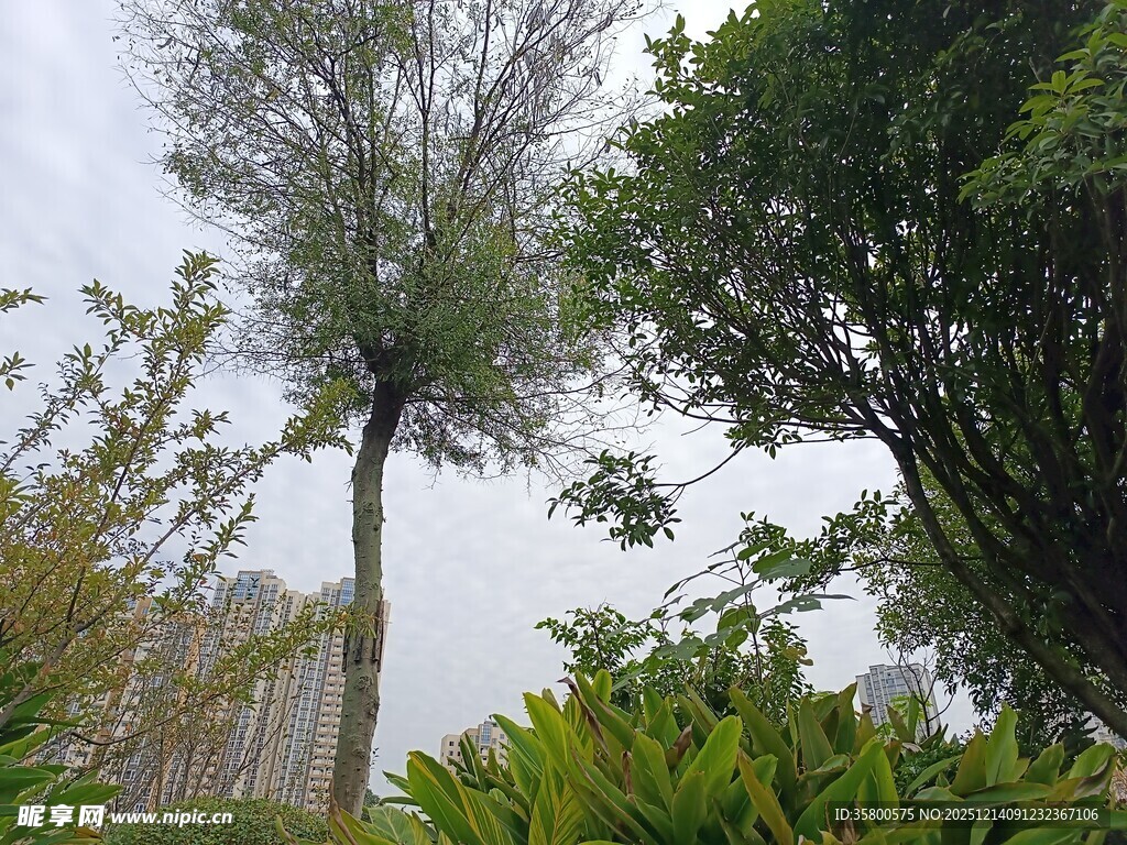 挺拔树木与繁茂绿植景观