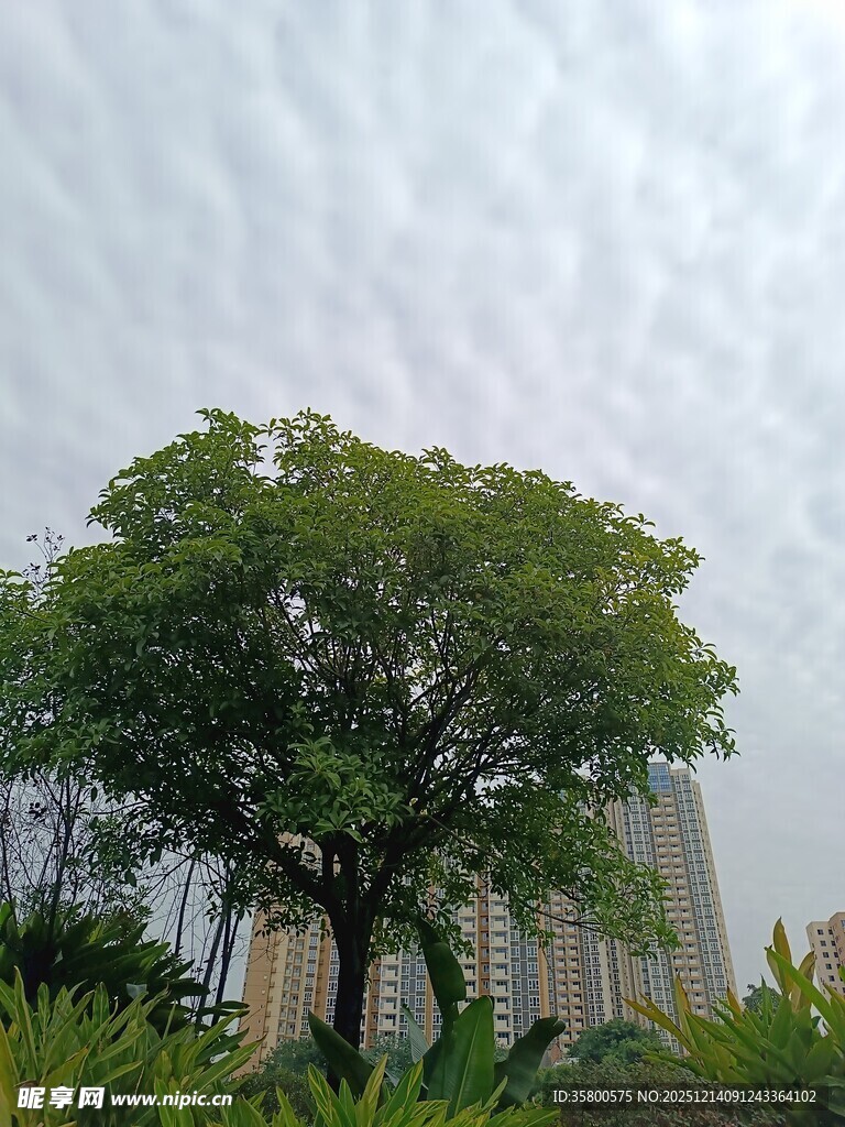 城市中茂盛的绿树