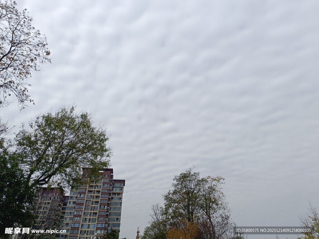 阴天下的树木与古老建筑