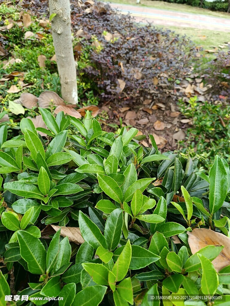 绿叶繁茂的地面植物景观