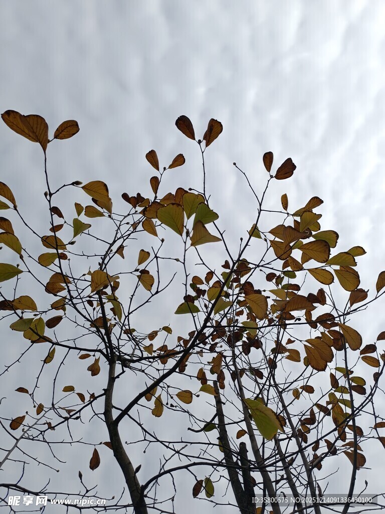 枝头秋叶映灰白天空