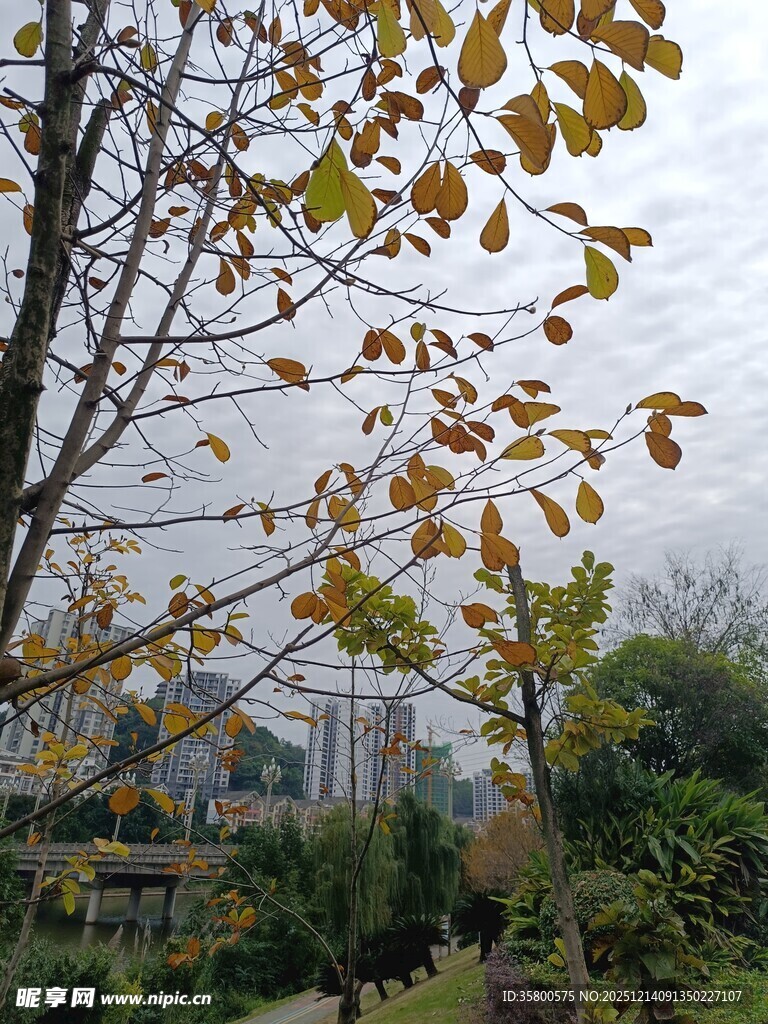 秋日公园树枝上的黄叶