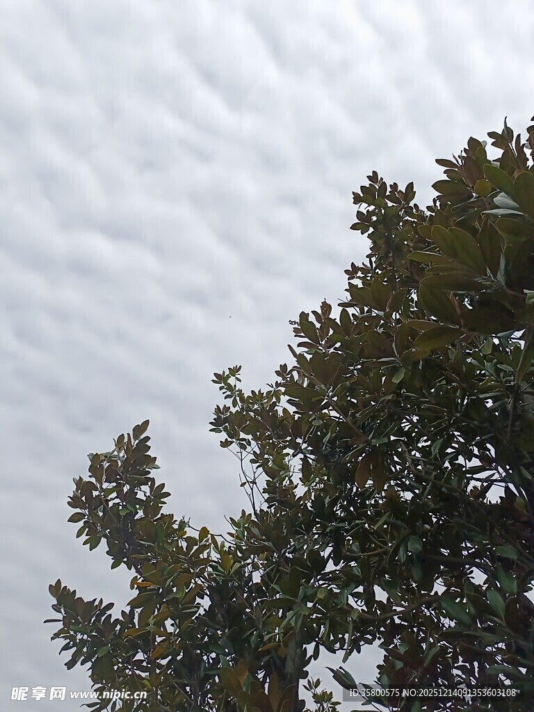 树冠之上的云层景象