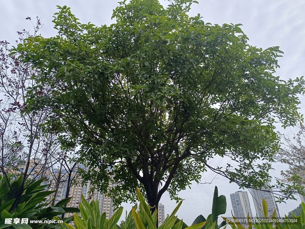 茂盛绿树于户外景致中