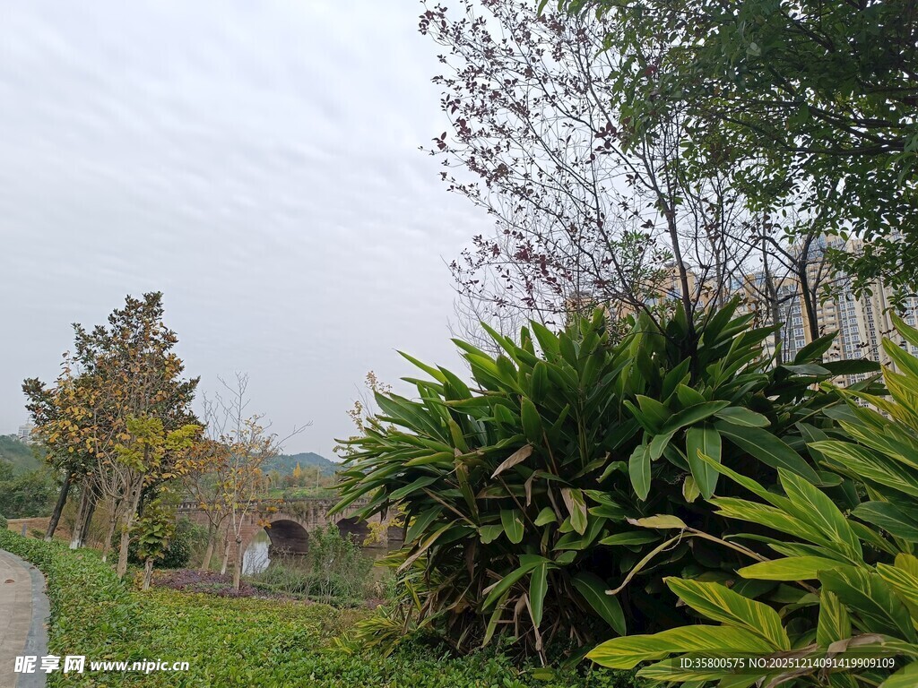 户外绿植环绕的幽静小径