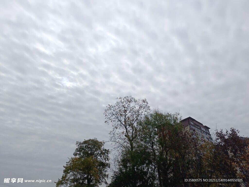 阴天树林上空的云层景观