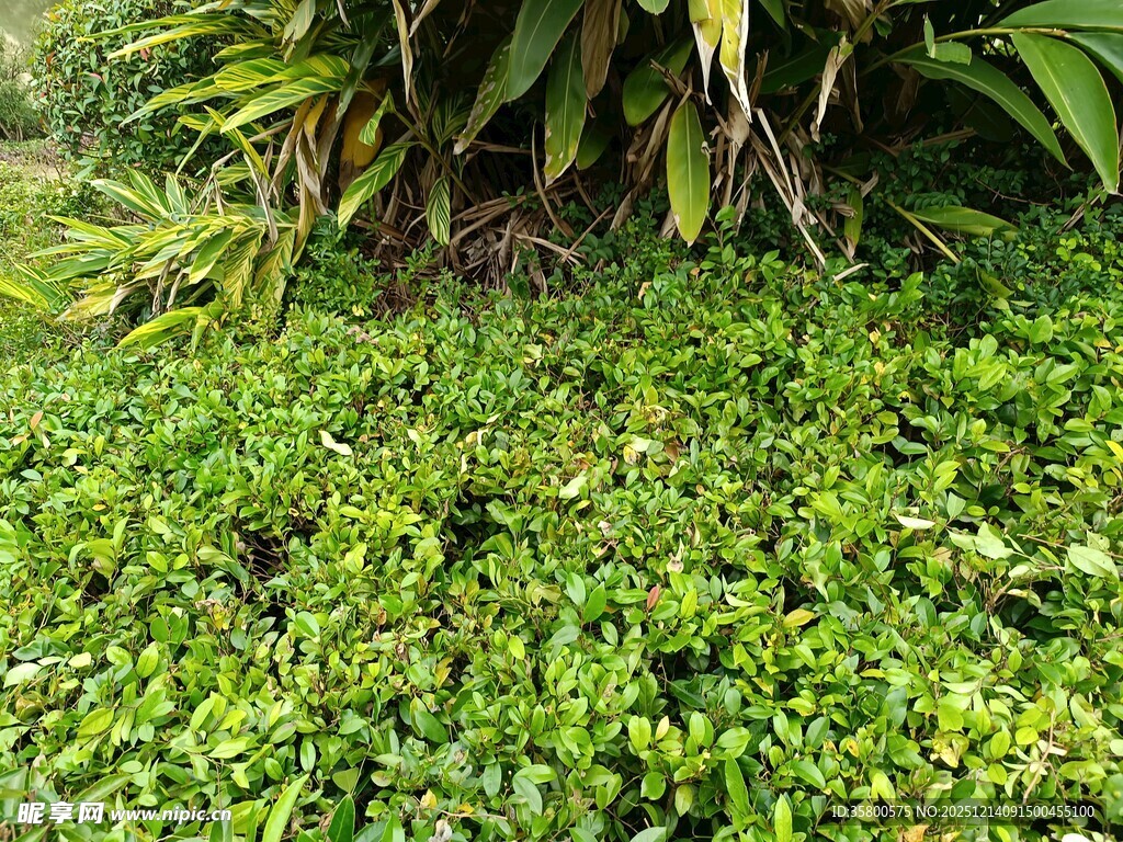 翠绿繁茂的地面绿植景观