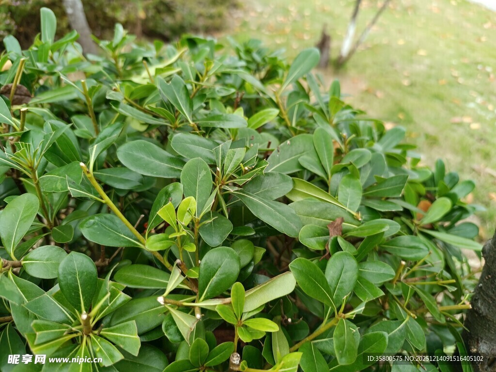 翠绿繁茂的丛生植物