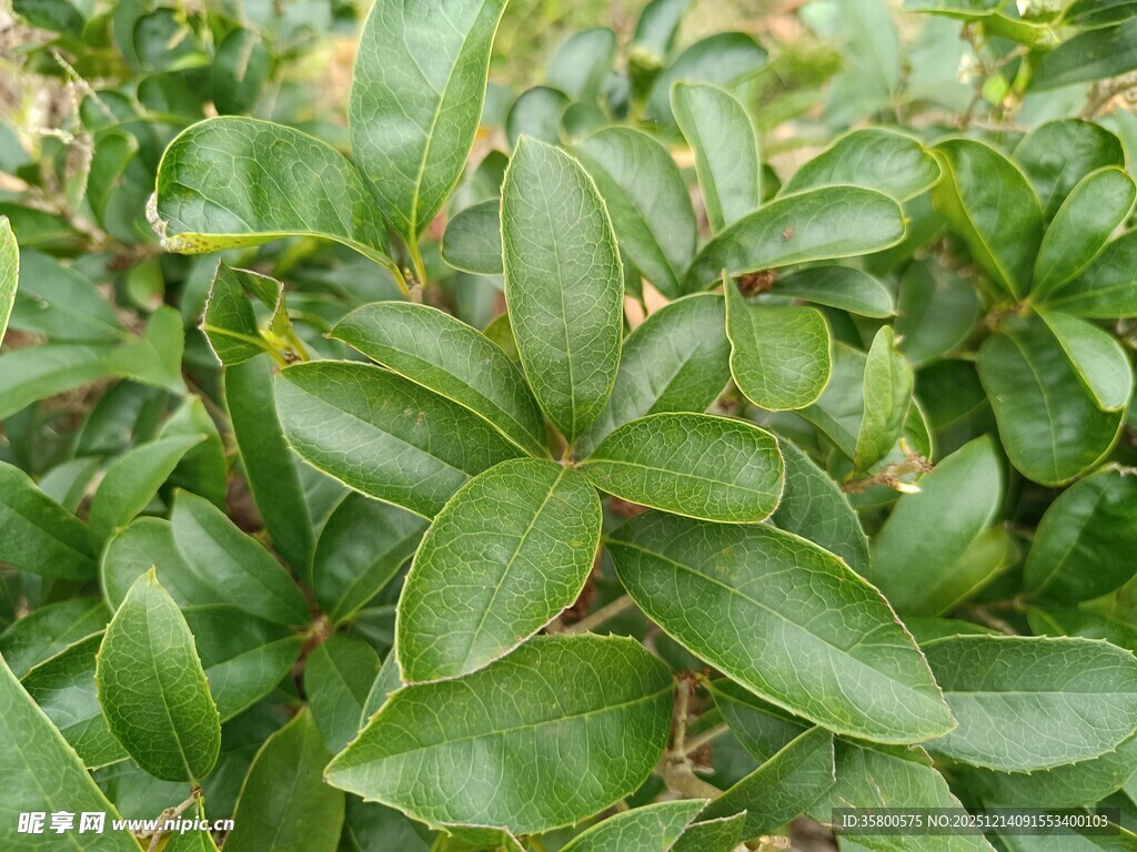 翠绿繁茂的植物叶片