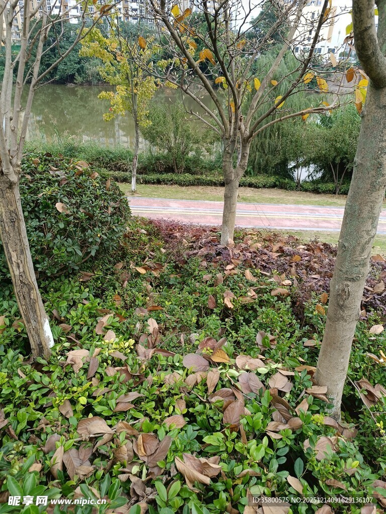 秋日园林植物景观