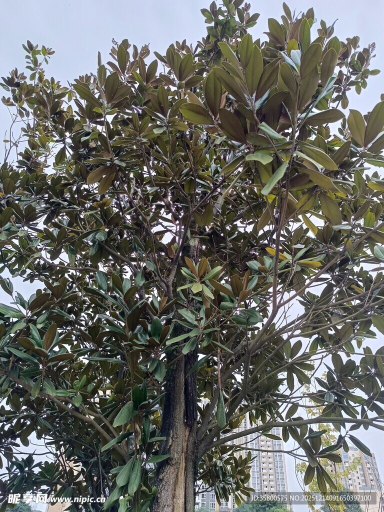 高大繁茂的广玉兰树