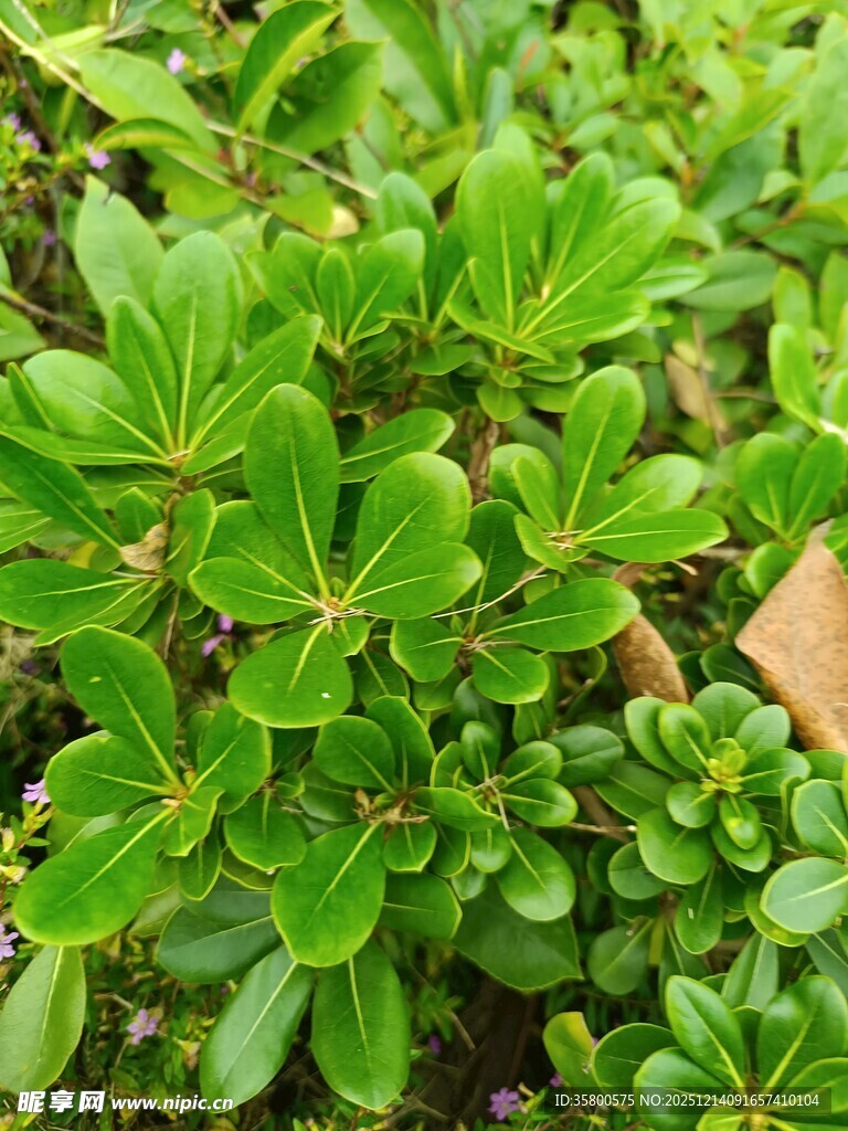 翠绿繁茂的丛生绿叶植物