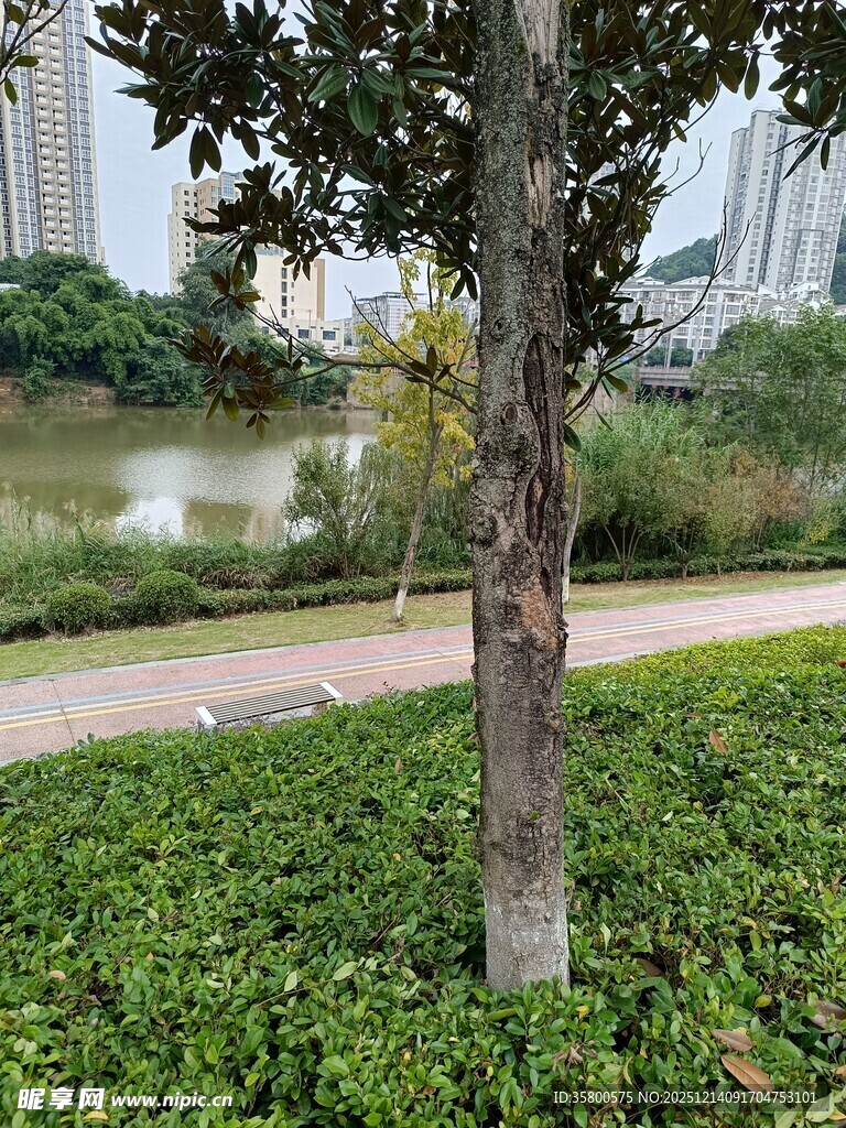 河畔绿树与繁茂绿植景观