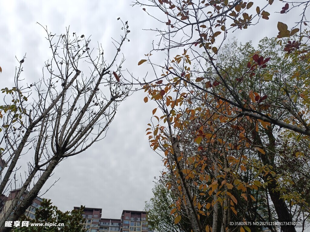 秋日枯树与繁茂树木景象