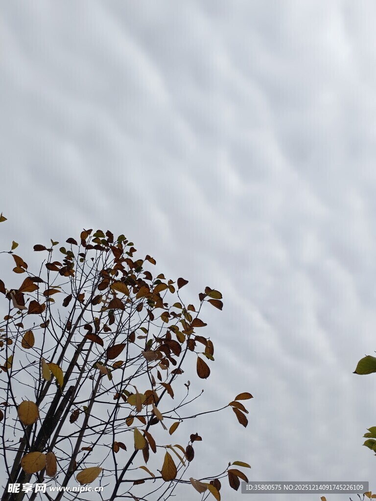 枝头残叶伴灰白天空