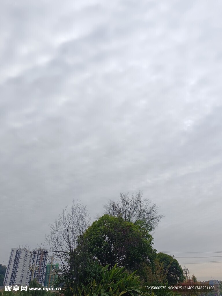 阴天城市中的树木景观