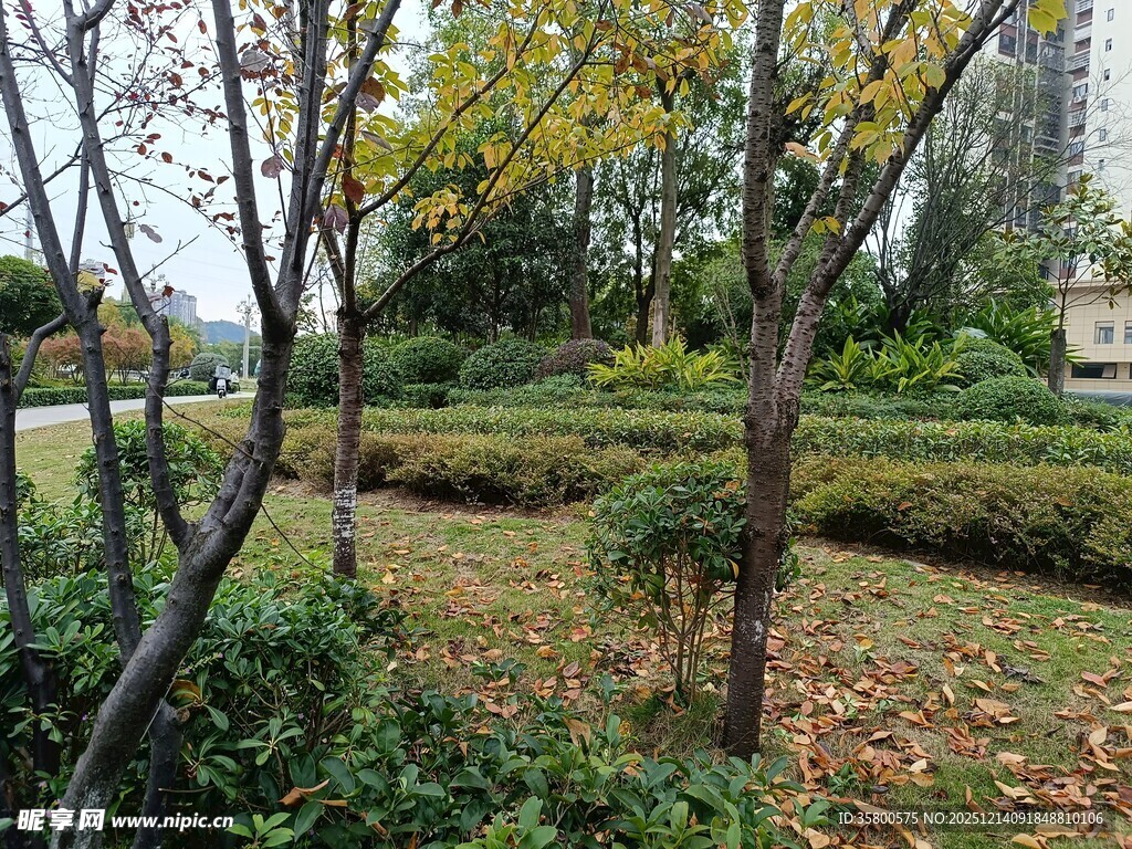 秋日公园绿植与落叶景致