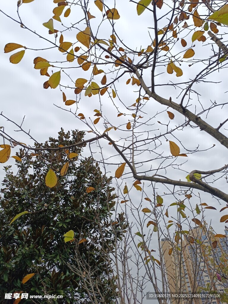 秋日枝头黄叶飘零景象