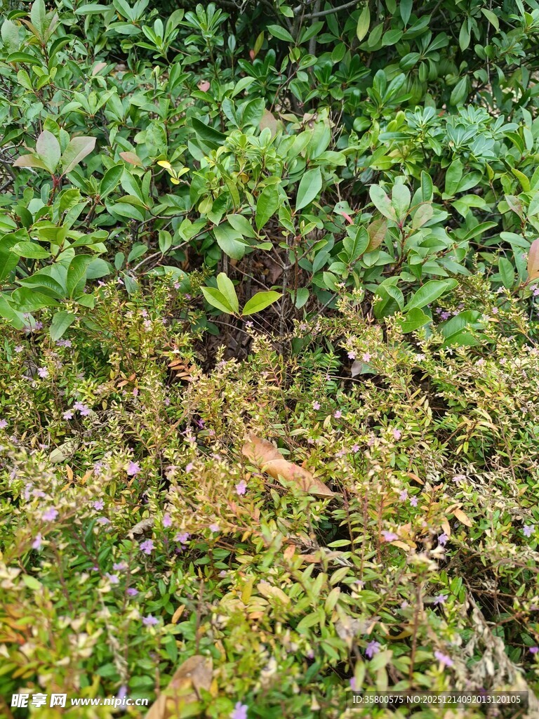 繁茂绿植中的新生小植株