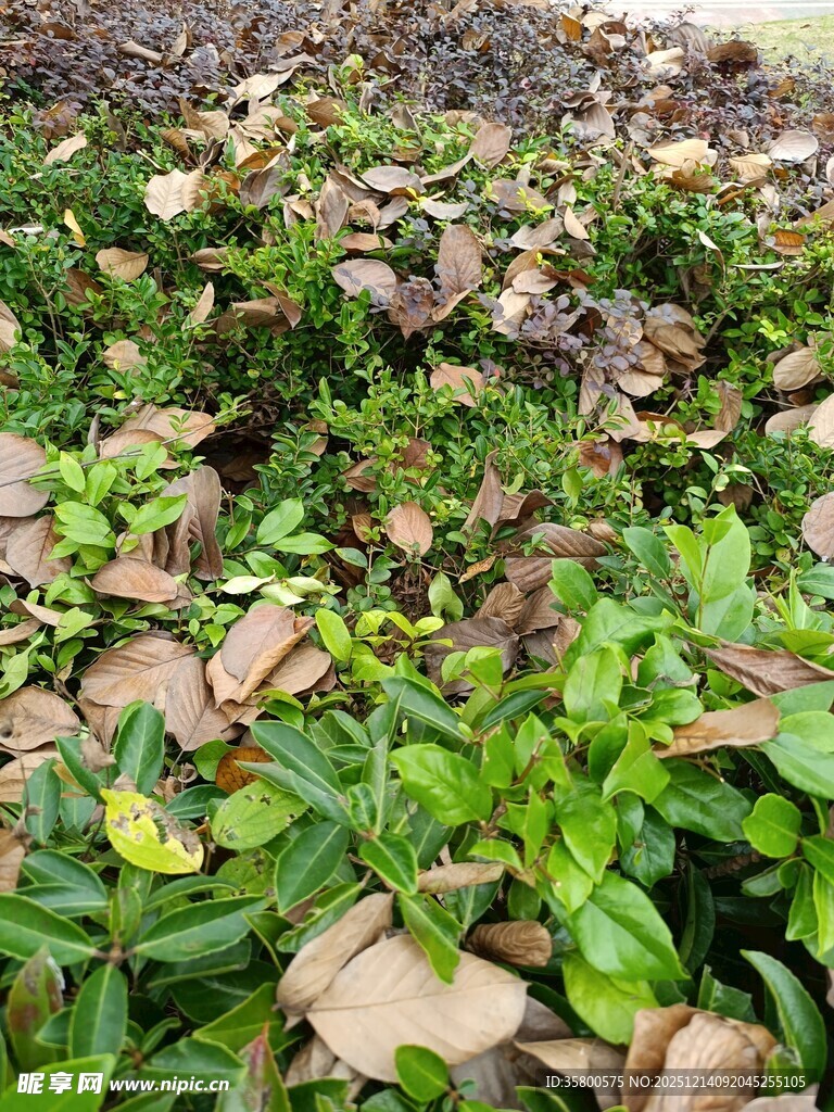 绿叶间的枯黄落叶