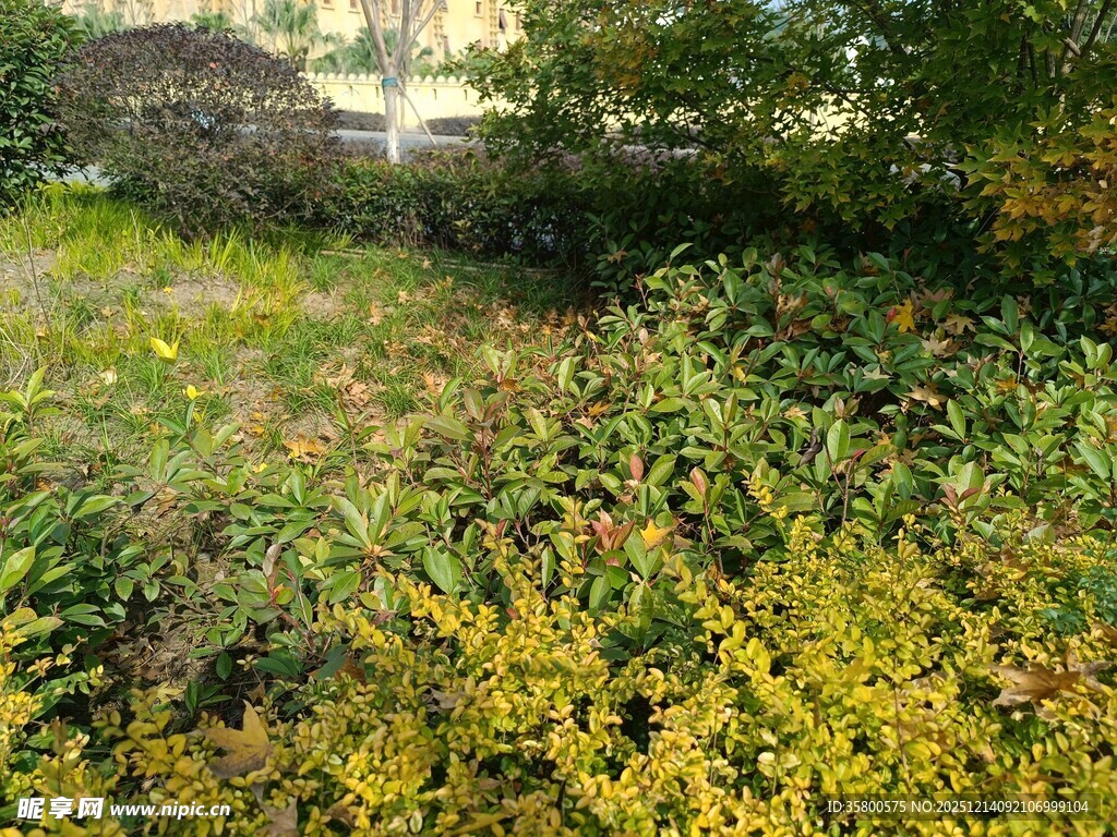 野外繁茂的黄色植物景观