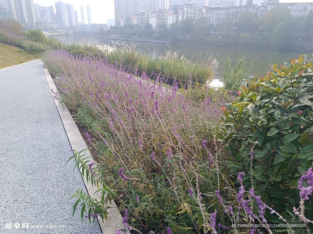 城市小径旁的繁茂花草
