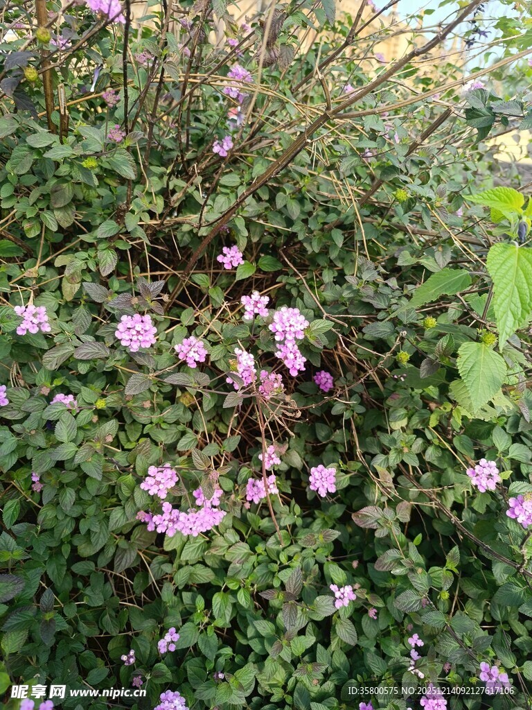 繁茂花丛中的粉色小花