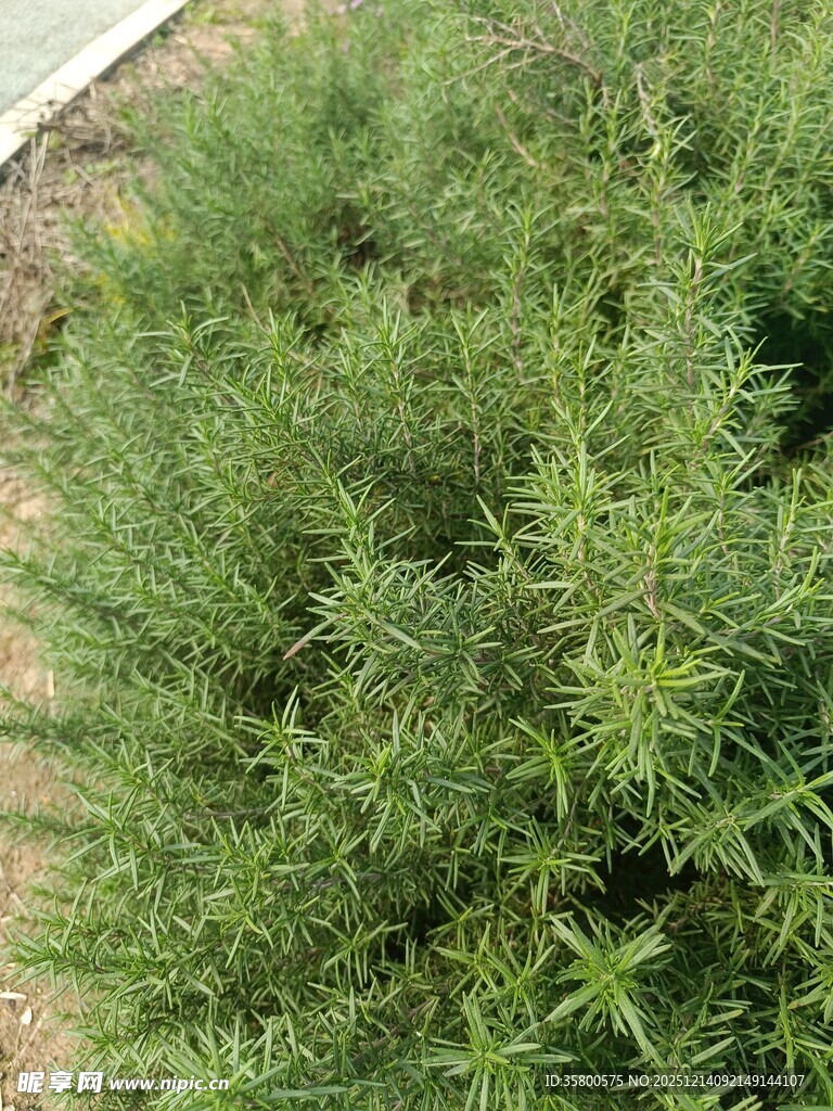 茂盛的绿色植物丛