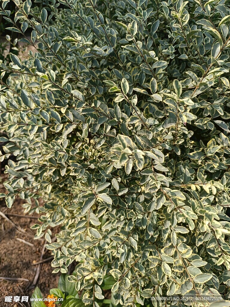 绿叶繁茂的植物景观