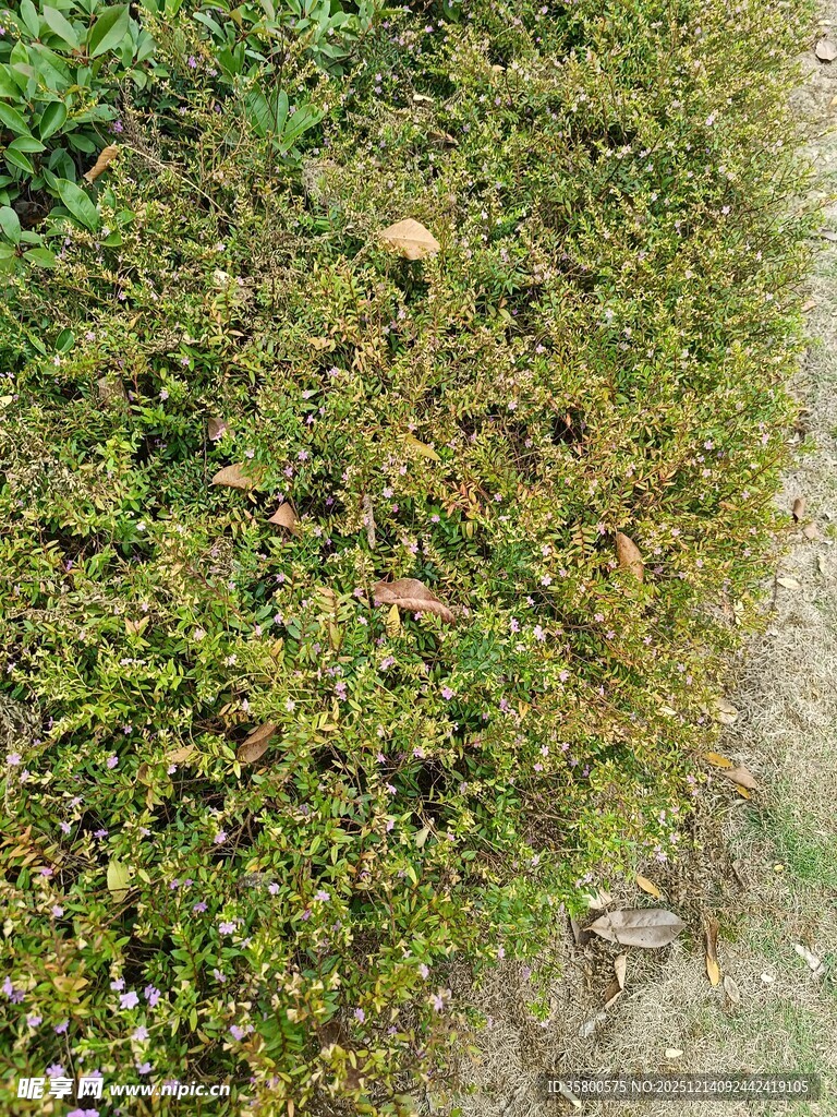 地面上的绿色苔藓植物