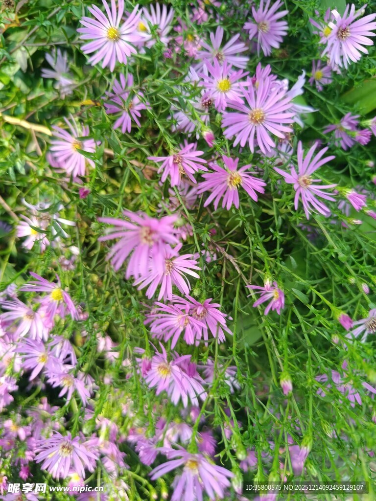 紫色小花绽放于绿草丛中