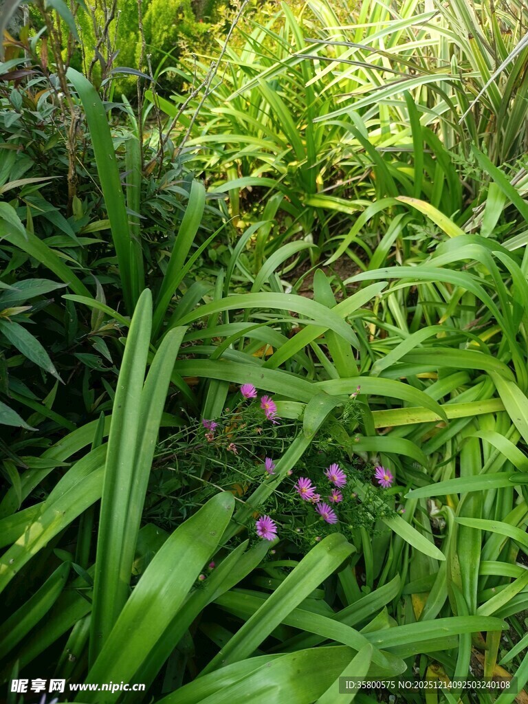繁茂绿植中的紫色小花