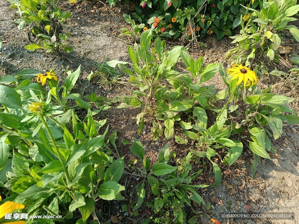 田间绽放的黄色小花