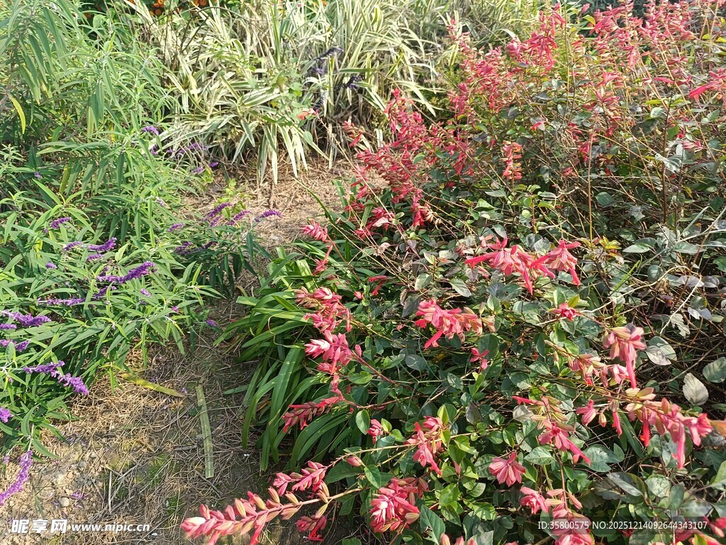多彩花卉植物景观