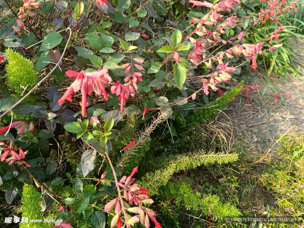 红色花卉与绿植共生景观