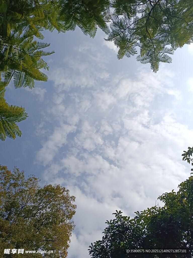 林间仰望天空的清新景致