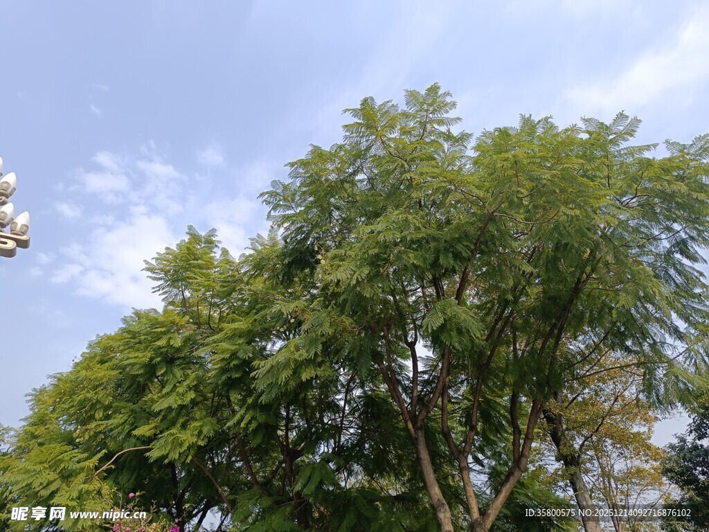 葱郁树木映衬蓝天白云