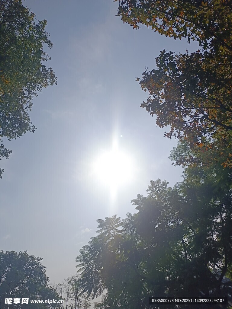 阳光下的树林树梢美景