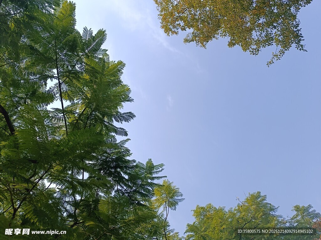 仰视茂密绿树与蓝天