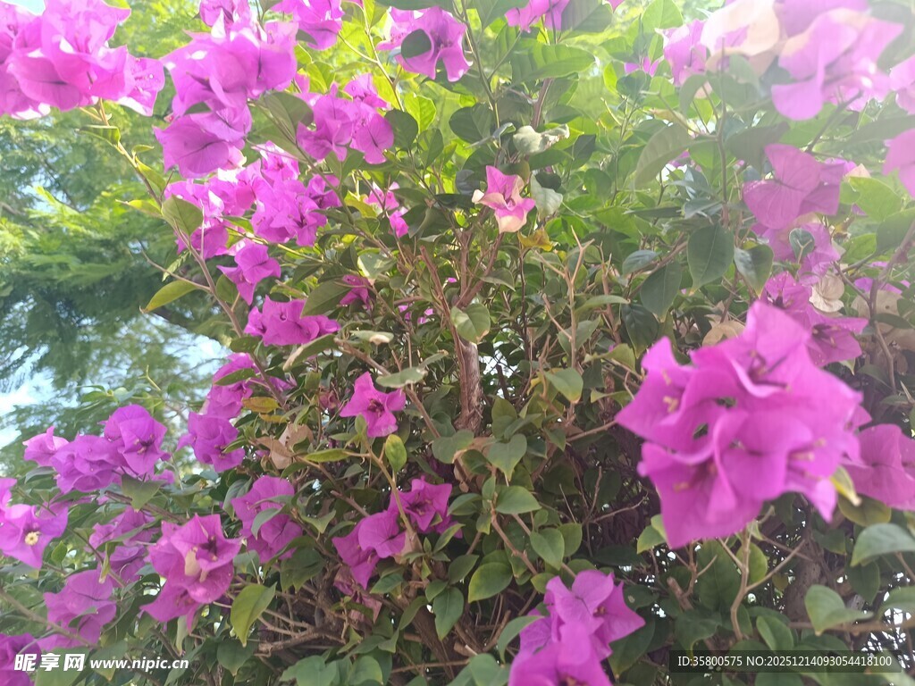 绽放的艳丽三角梅