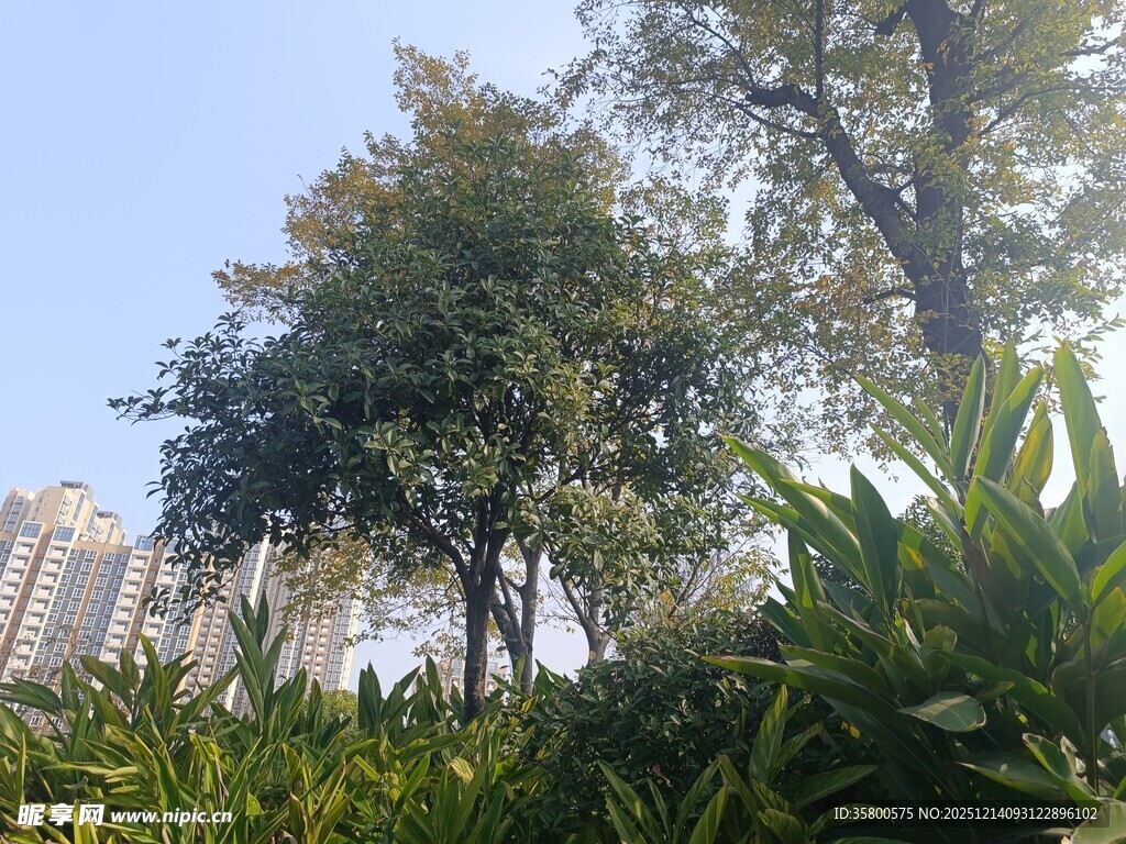 城市中的绿植与树木景观