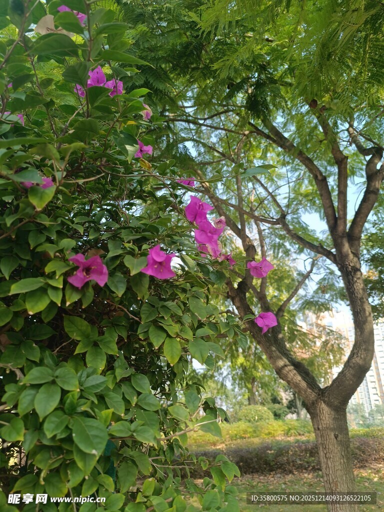 绿叶间绽放的紫色花朵